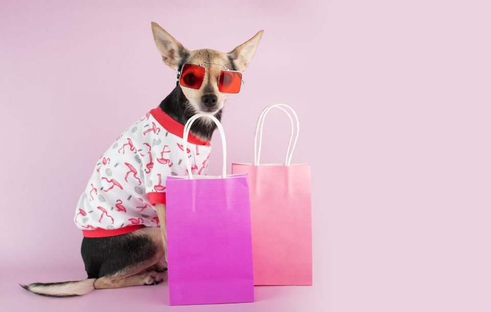 cane sorcio che rappresenta pet shop a messina