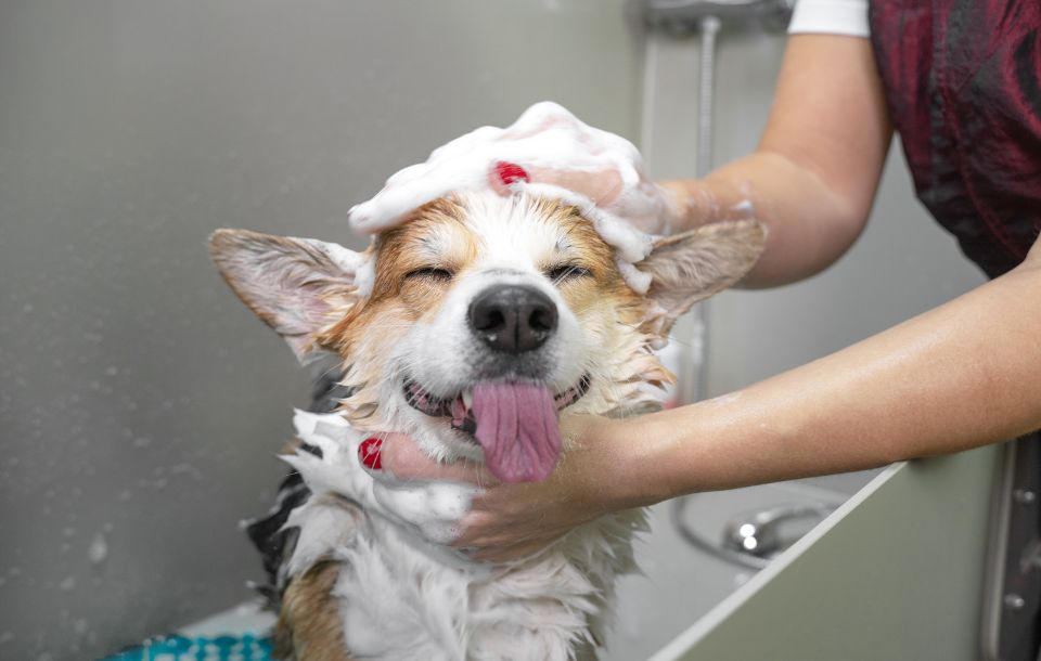 Toelettatore professionista a Messina mentre lava un cane